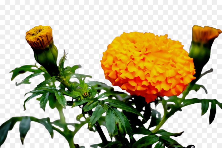 Flores De Caléndula，Naranja PNG