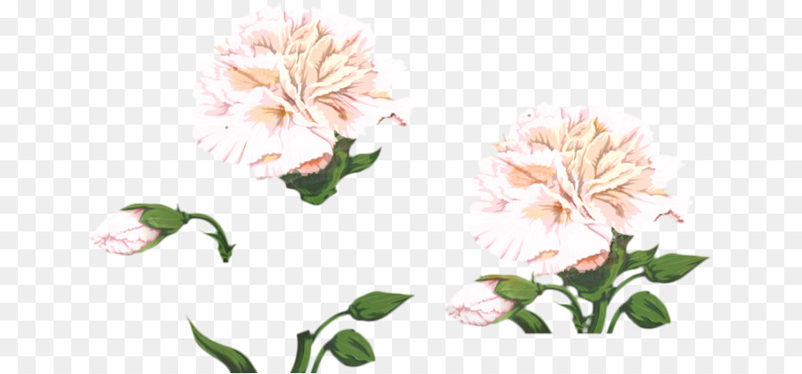 Clavel，Rosa PNG