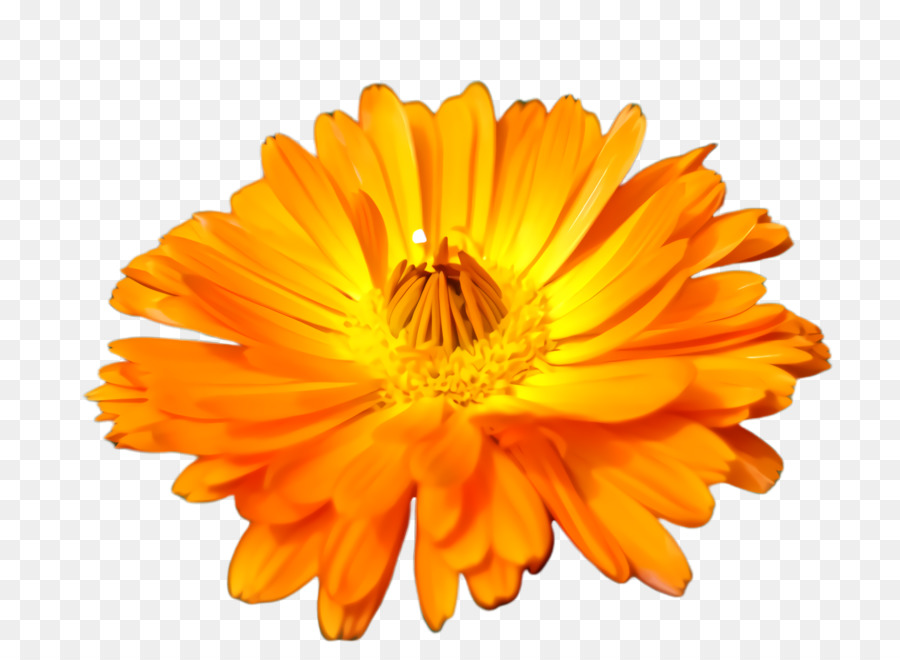 Clavel Naranja，Florecer PNG