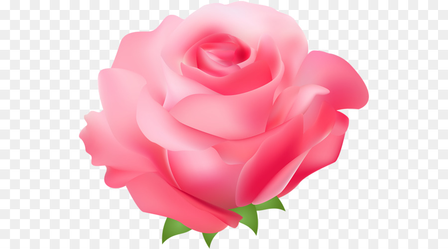 Rosa，Fondo De Escritorio PNG