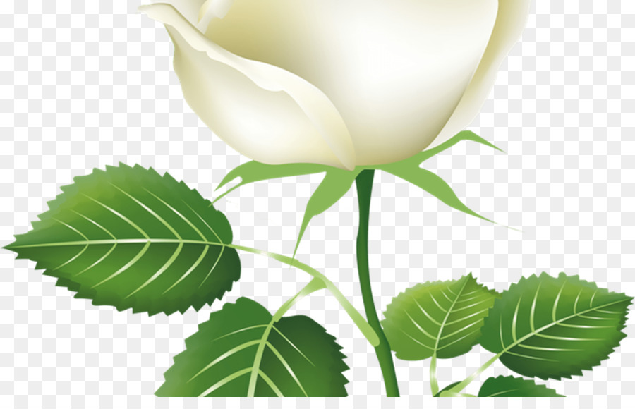 Rosa Blanca，Floración PNG