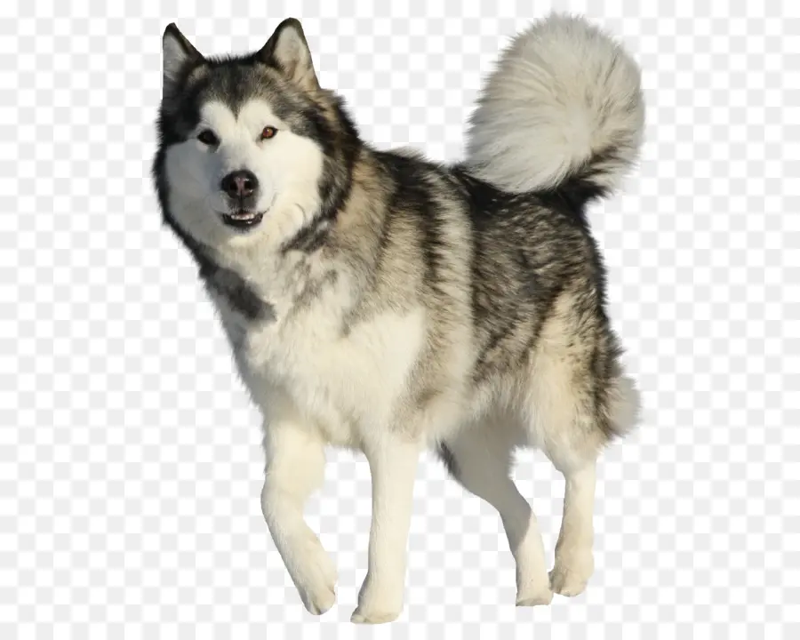 El Malamute De Alaska，Husky Siberiano PNG