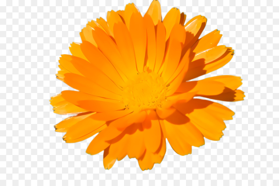 Clavel Naranja，Florecer PNG