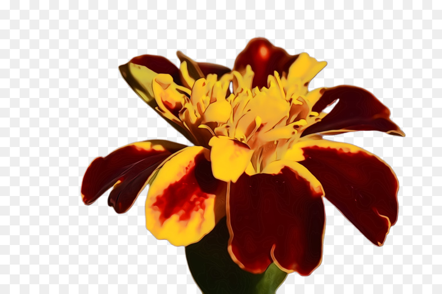 Flor Roja，Pétalos PNG