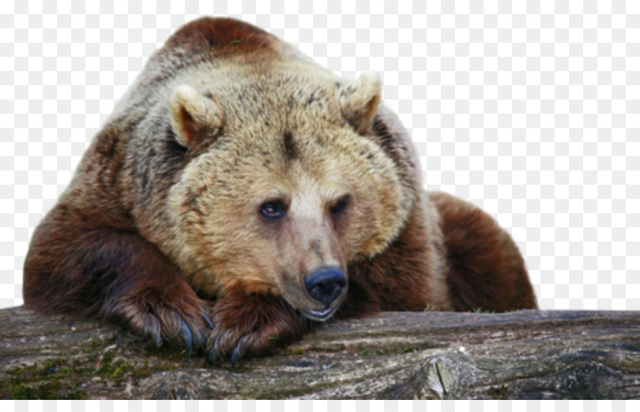 Oso，Grizzly Bear PNG