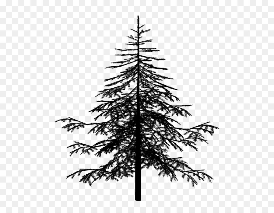 Abeto，árbol De Navidad PNG