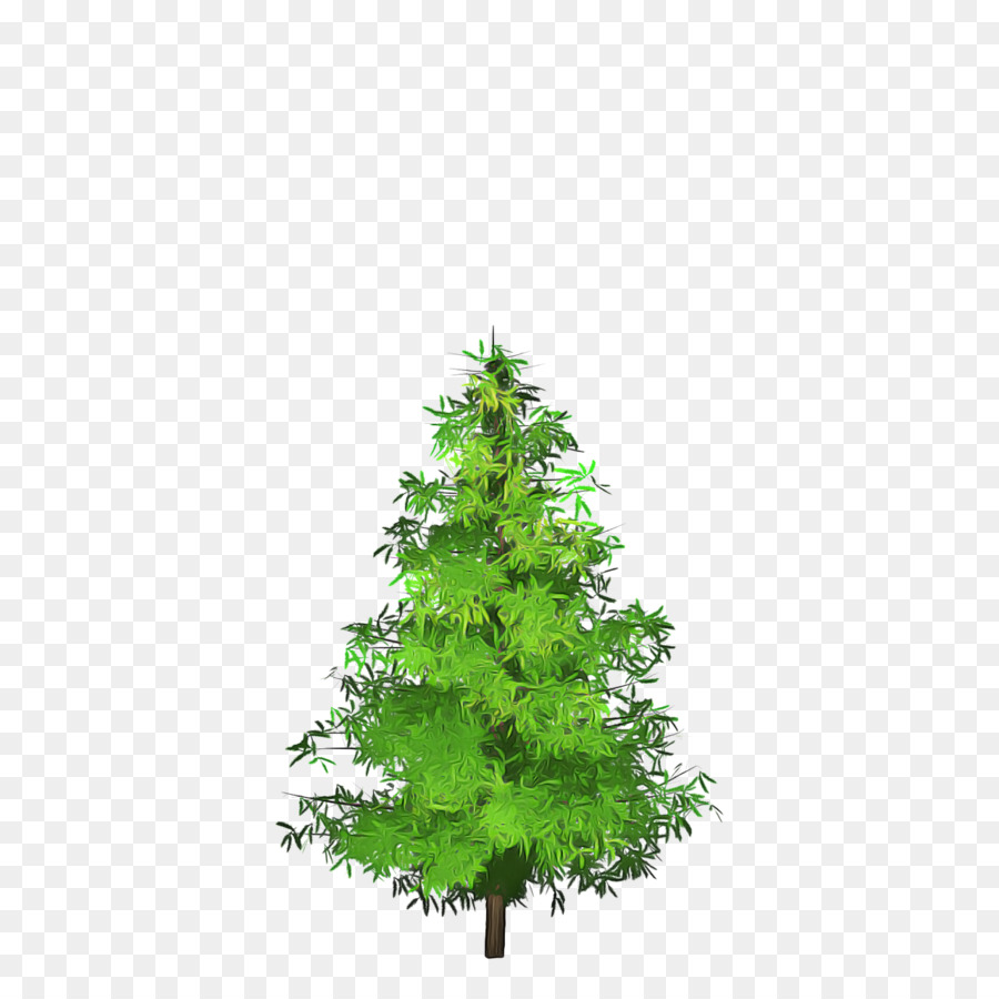 Abeto，árbol De Navidad PNG