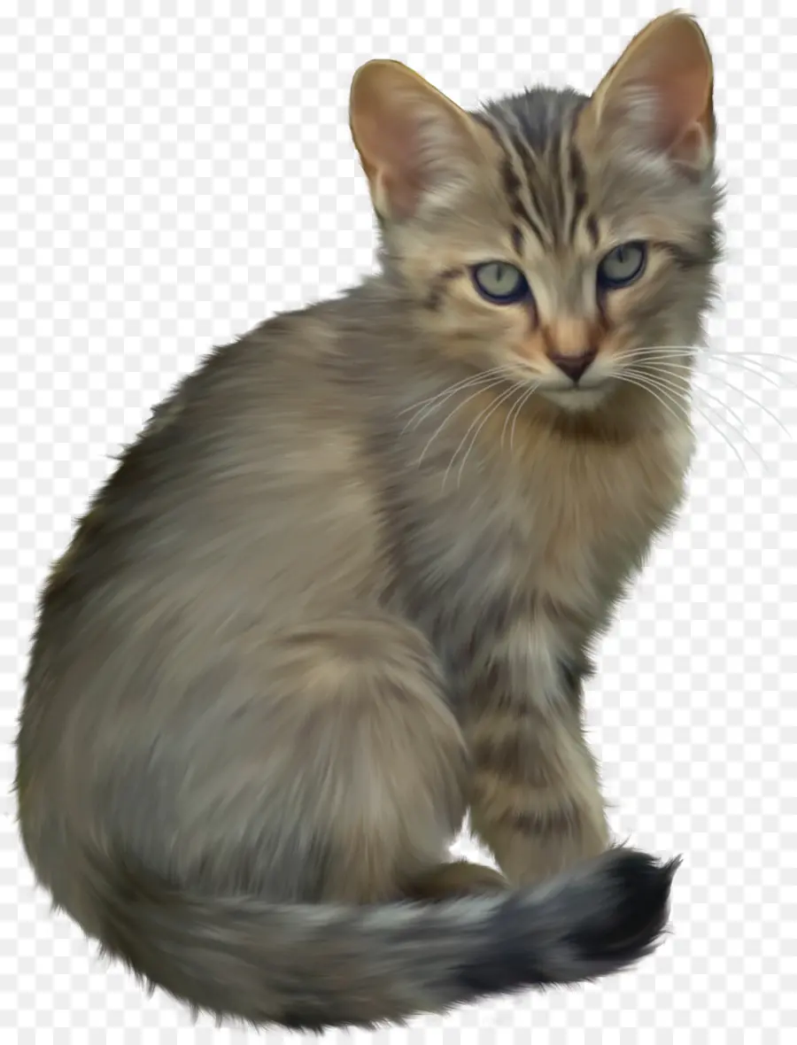 Gatito，Gato PNG