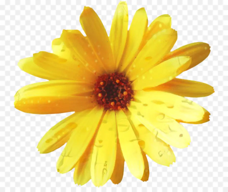 Crisantemo，Común Daisy PNG