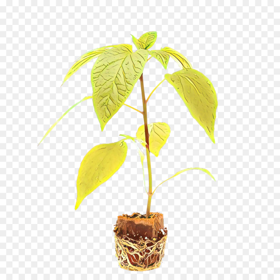 Árbol，Maceta PNG