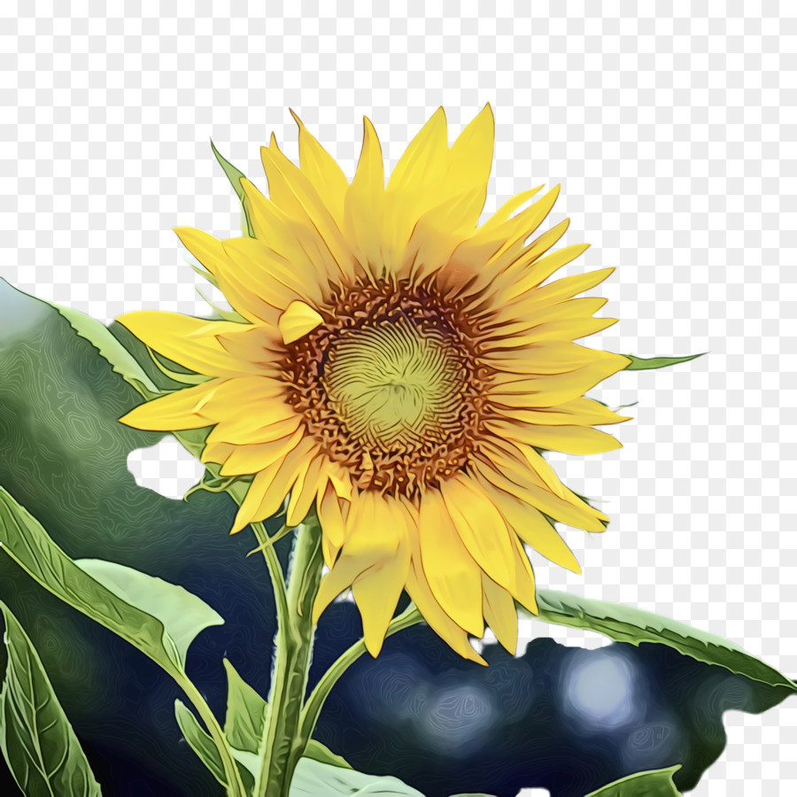 Girasol Amarillo，Hojas Verdes PNG