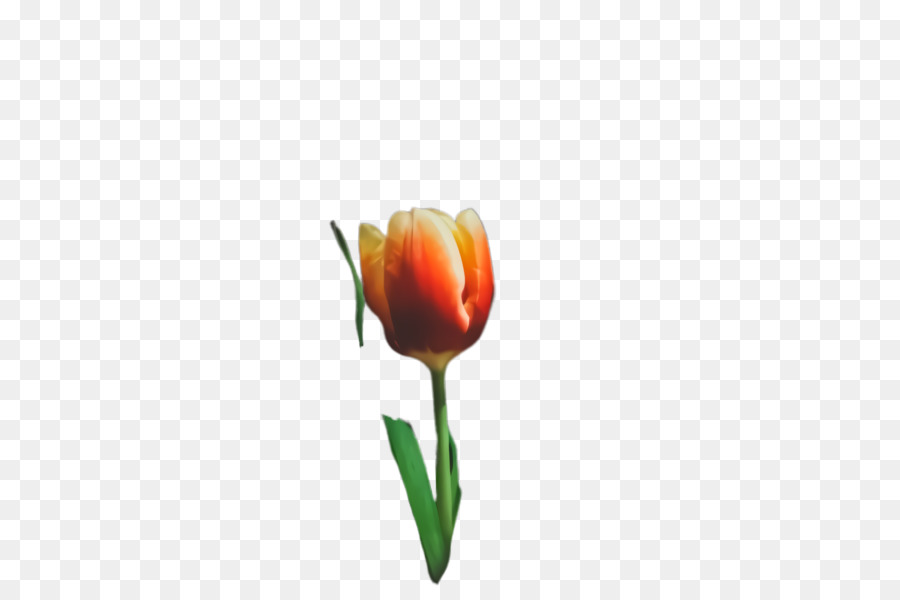 Tulip，Las Flores Cortadas PNG