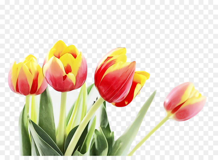 Tulipanes Rojos En Florero，Tulipanes PNG