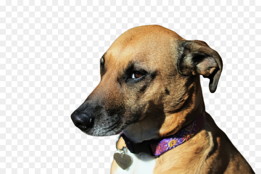 Cara De Perro，Mascota PNG