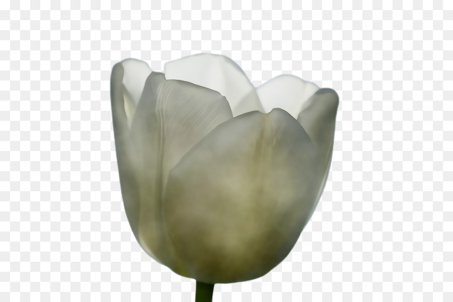 Tulip，Pétalo PNG