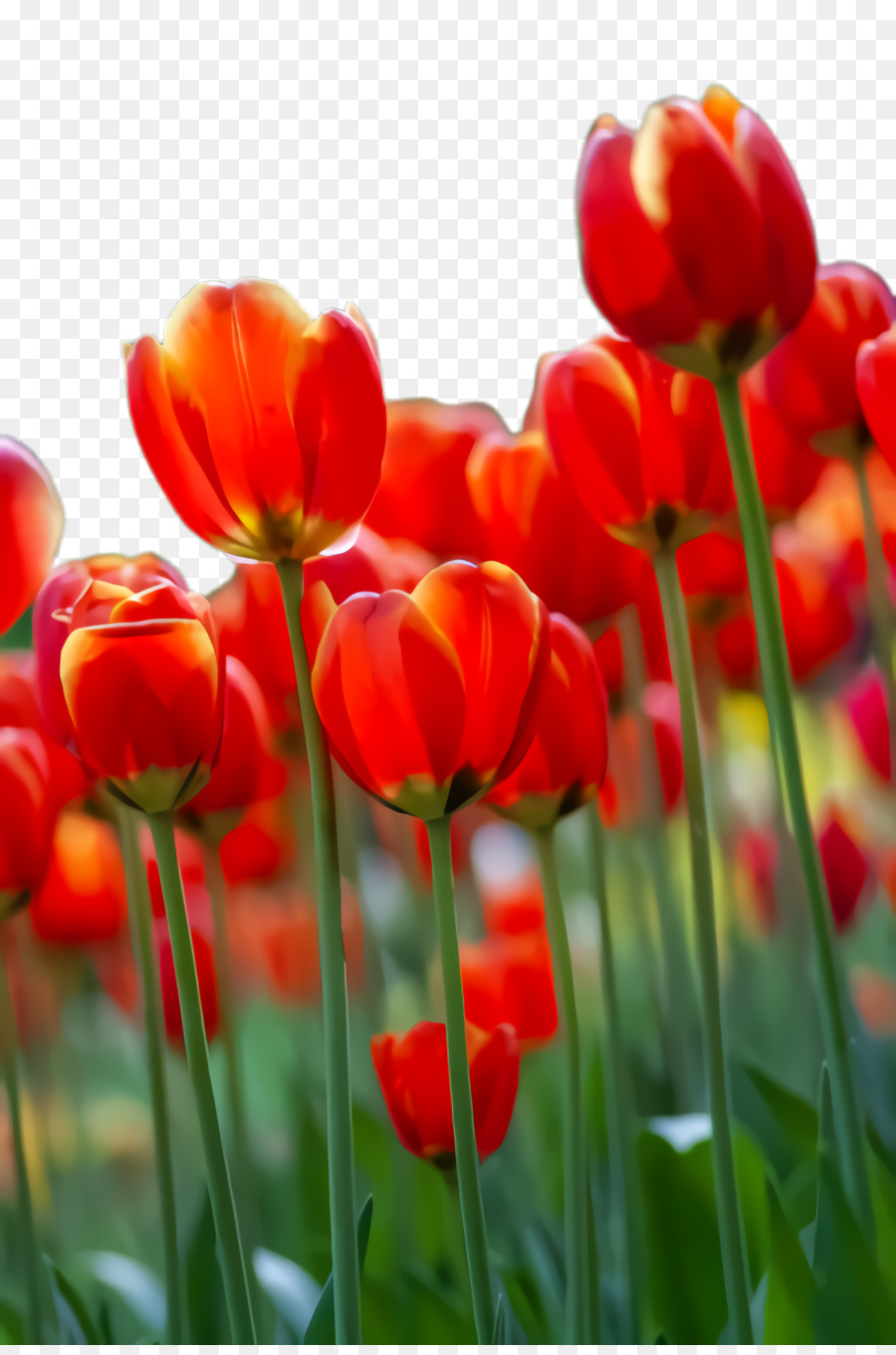 Tulipanes，Rojo PNG