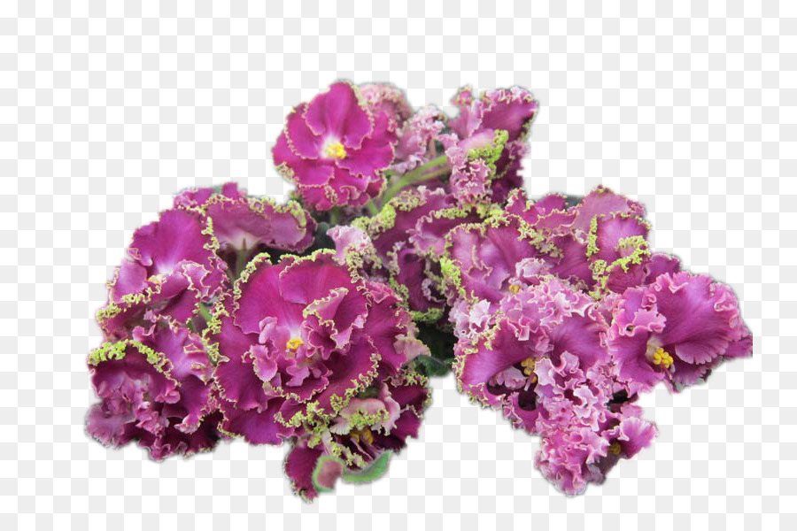 Violeta，Las Violetas Africanas PNG