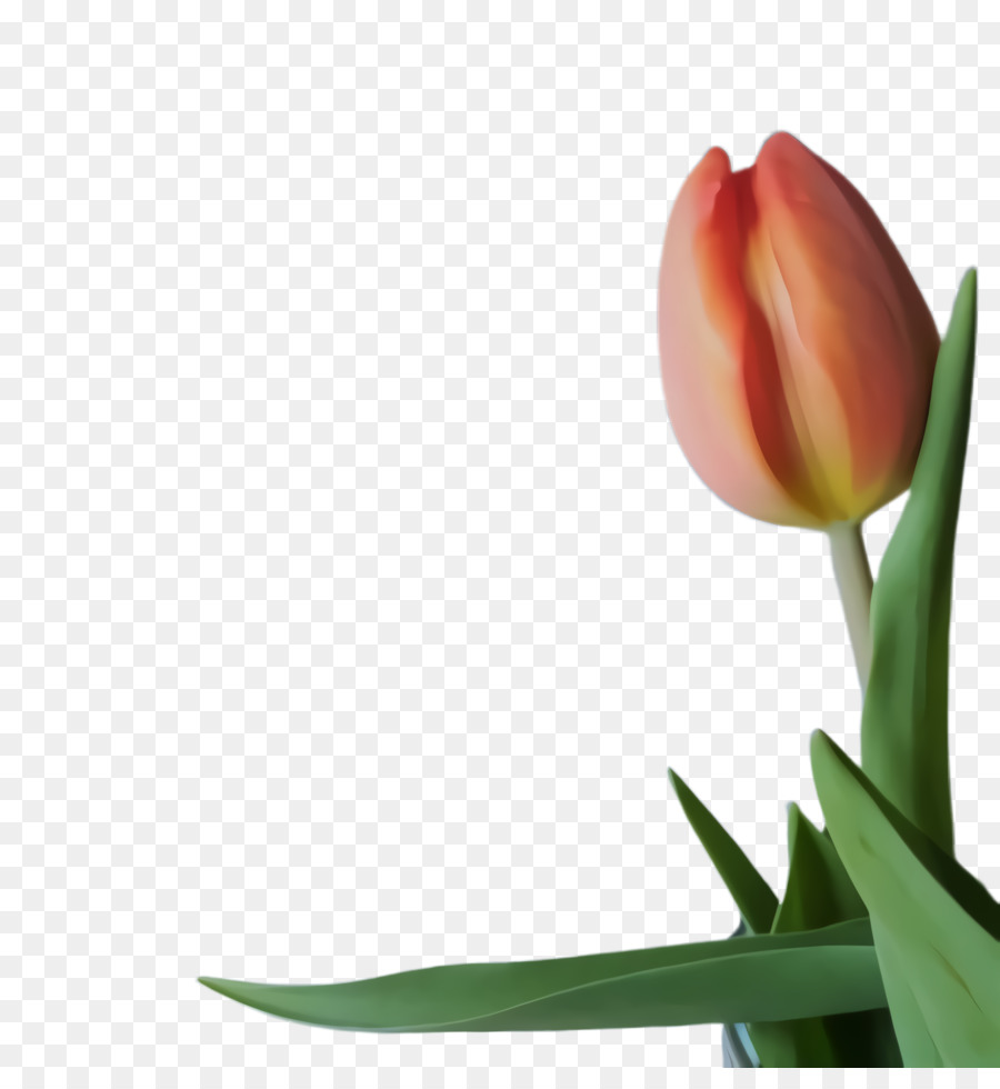 Tulip，Tallo De La Planta PNG