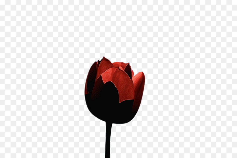 Tulip，Fondo De Escritorio PNG