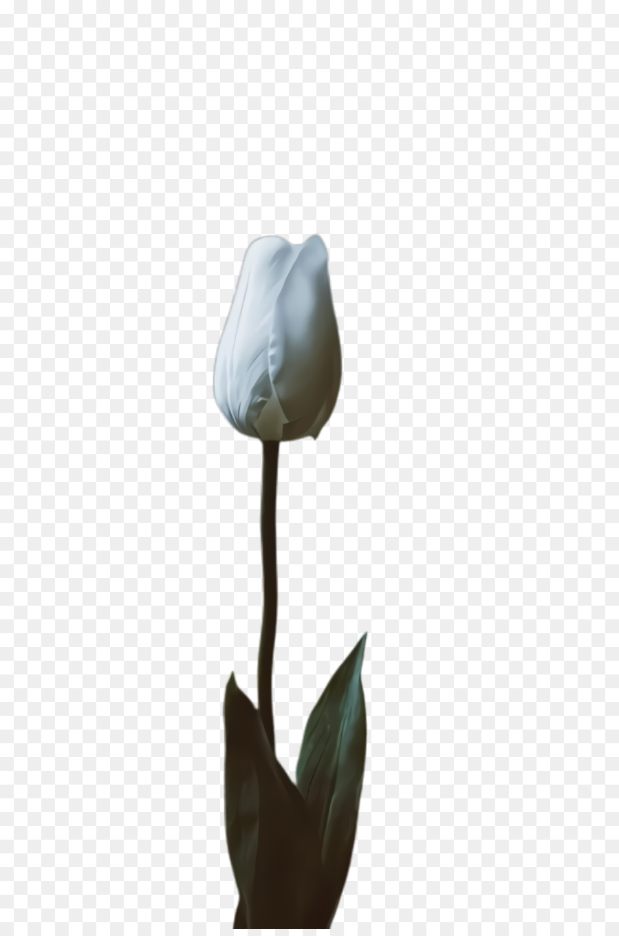 Tulip，Tallo De La Planta PNG