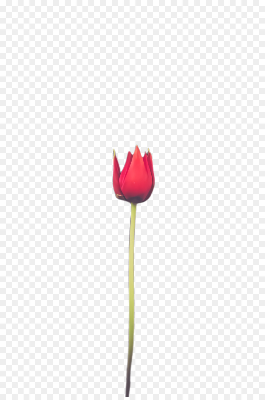 Tulip，Tallo De La Planta PNG