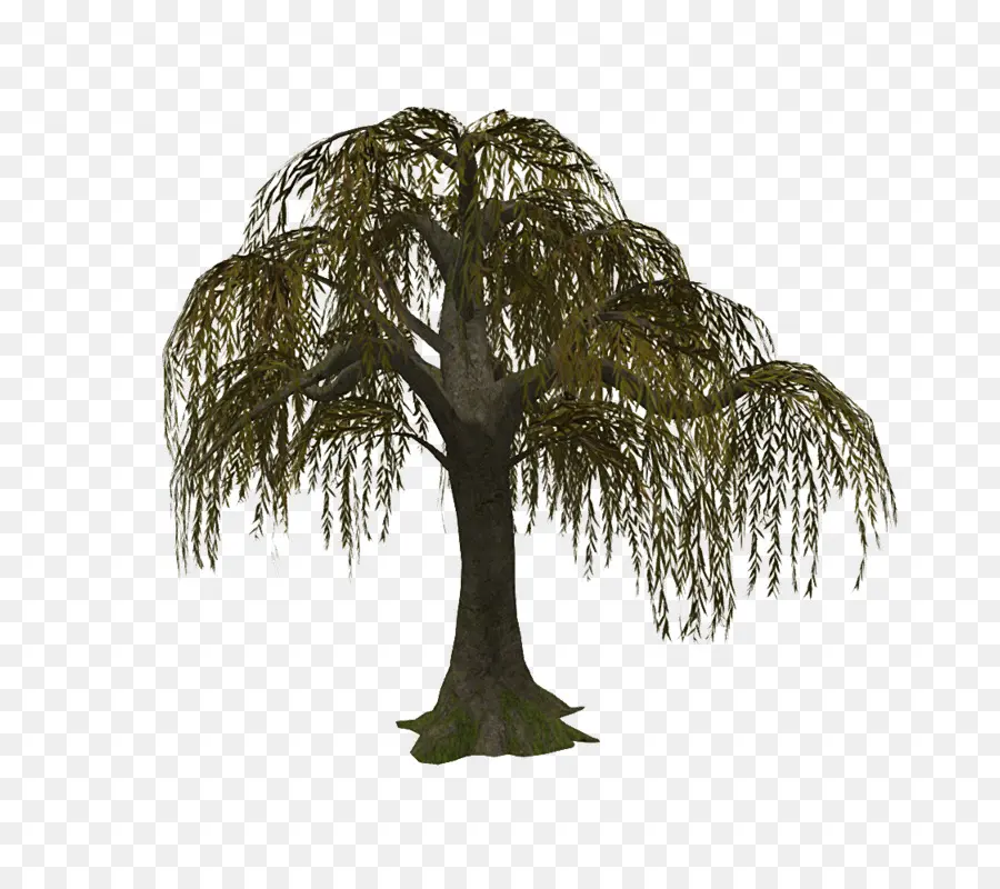 La Ramificación，Árbol PNG