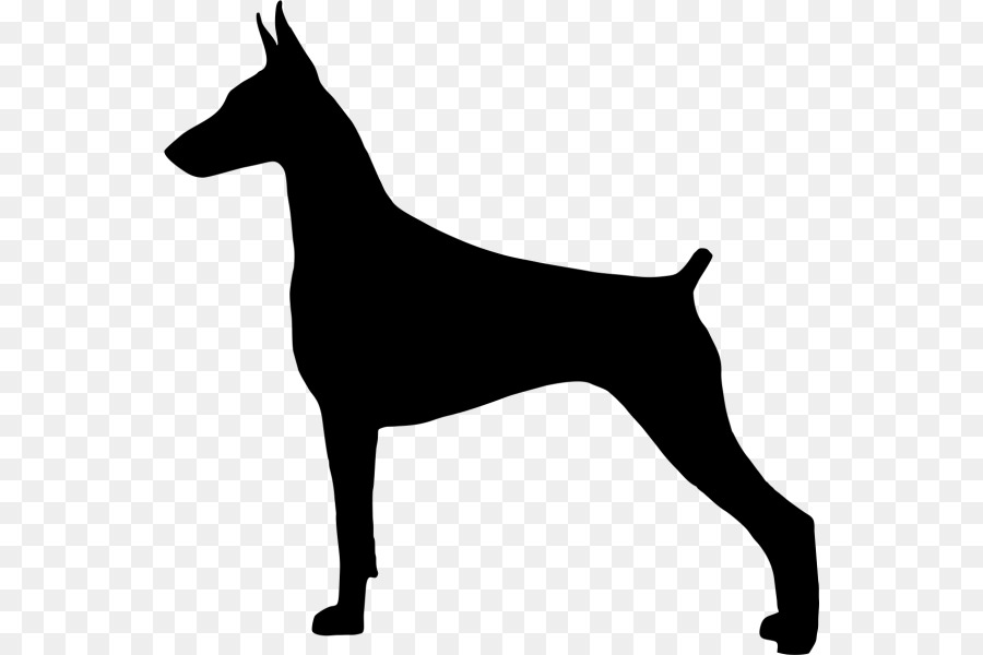 Dobermann，Pinscher Miniatura PNG