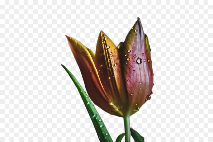 Tulip，Morado PNG