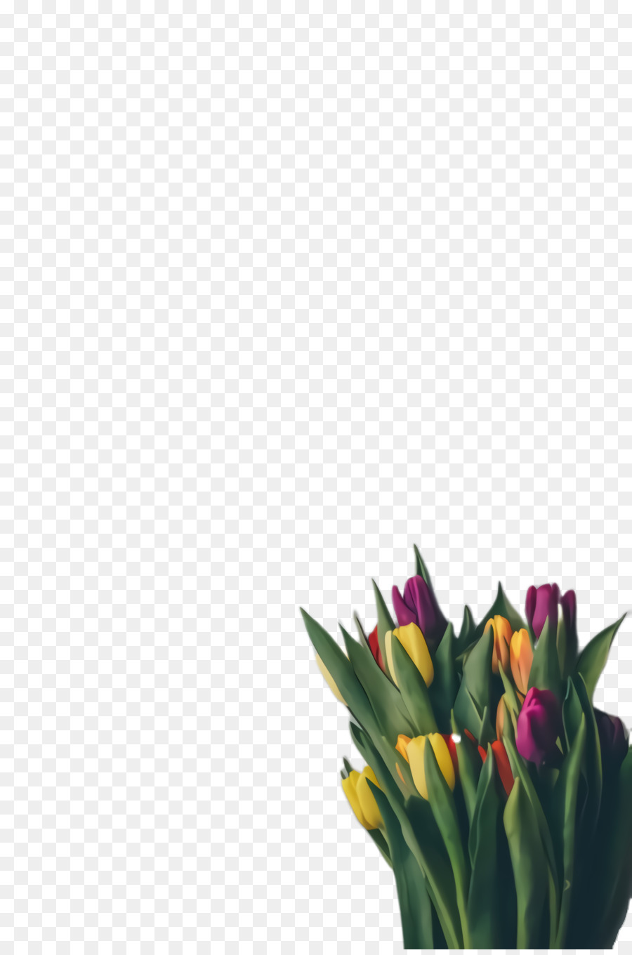 Tulip，Flor PNG