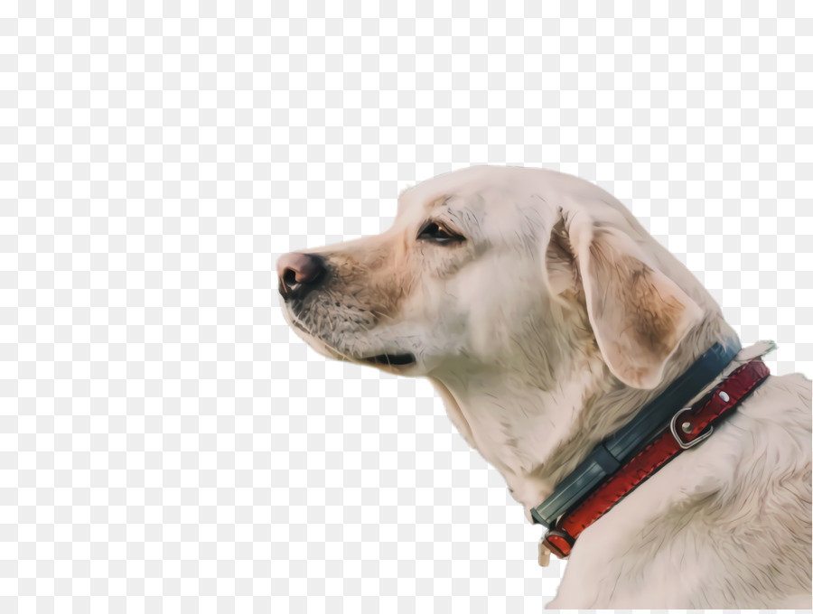 Perro，Gato PNG