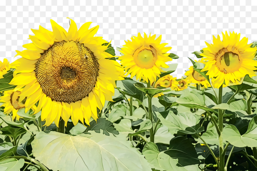 Girasol，Amarillo PNG