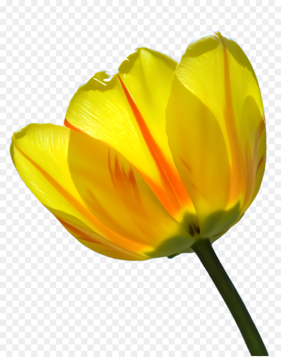 Tulip，Las Plantas PNG