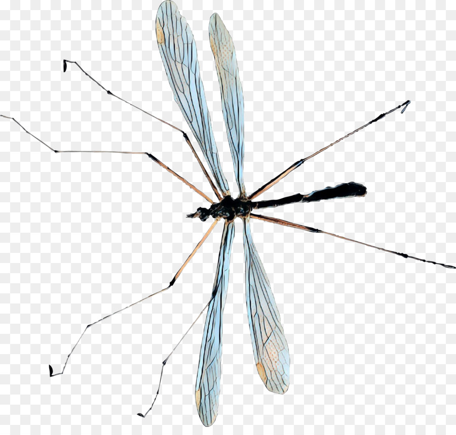 Volar，Mosquito PNG