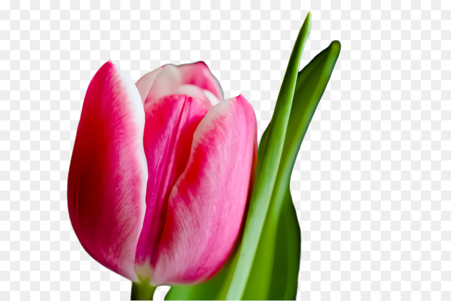 Tulip，Las Flores Cortadas PNG