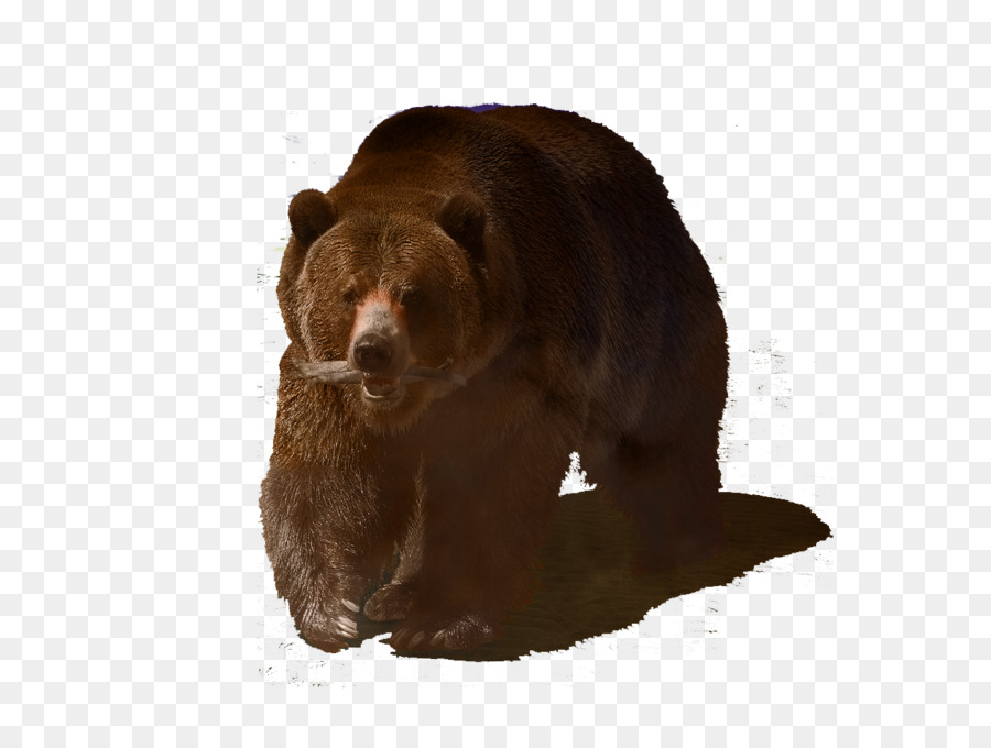 Grizzly Bear，Oso PNG