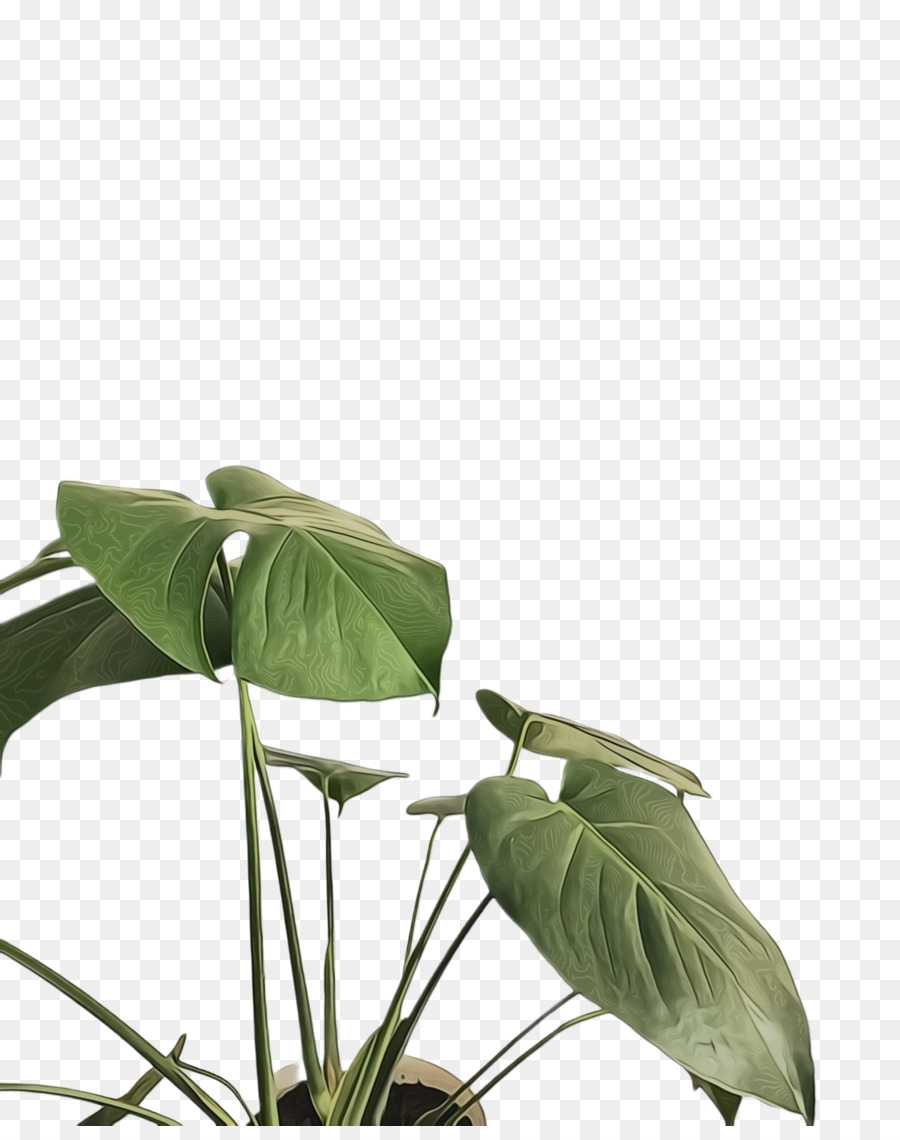 Hoja，Tallo De La Planta PNG