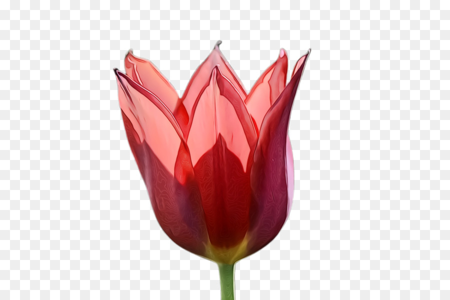 Tulip，Tallo De La Planta PNG