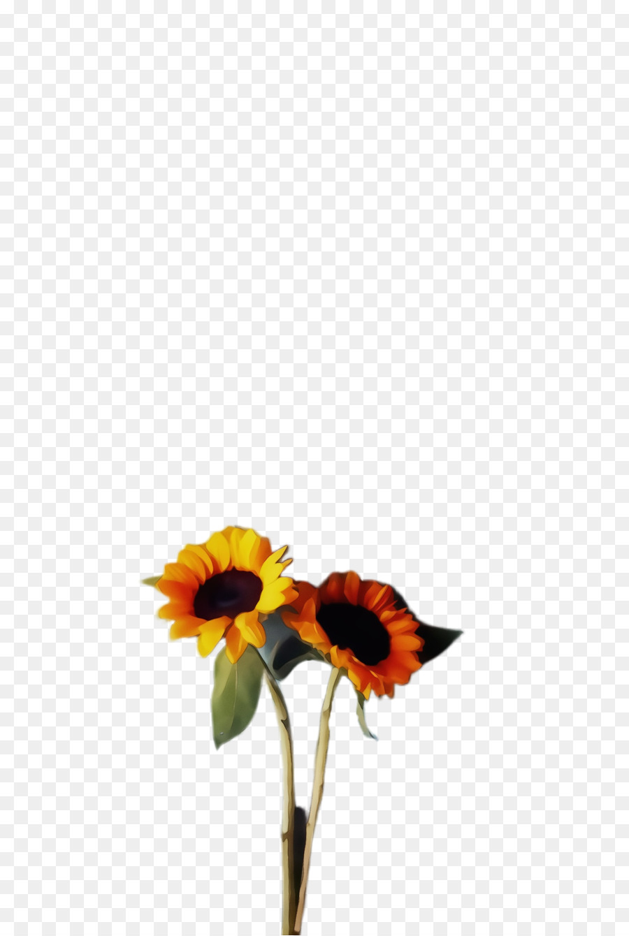 Común De Girasol，Transvaal Daisy PNG