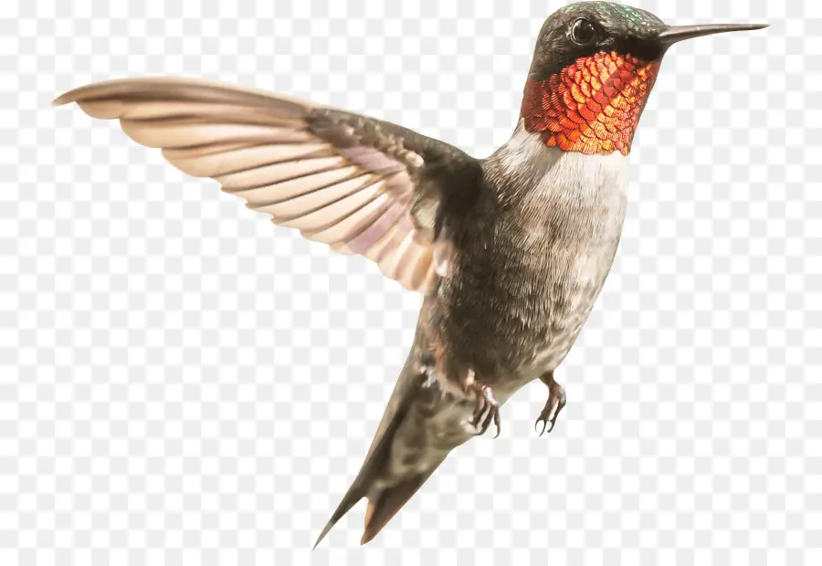 Colibrí，Aves PNG