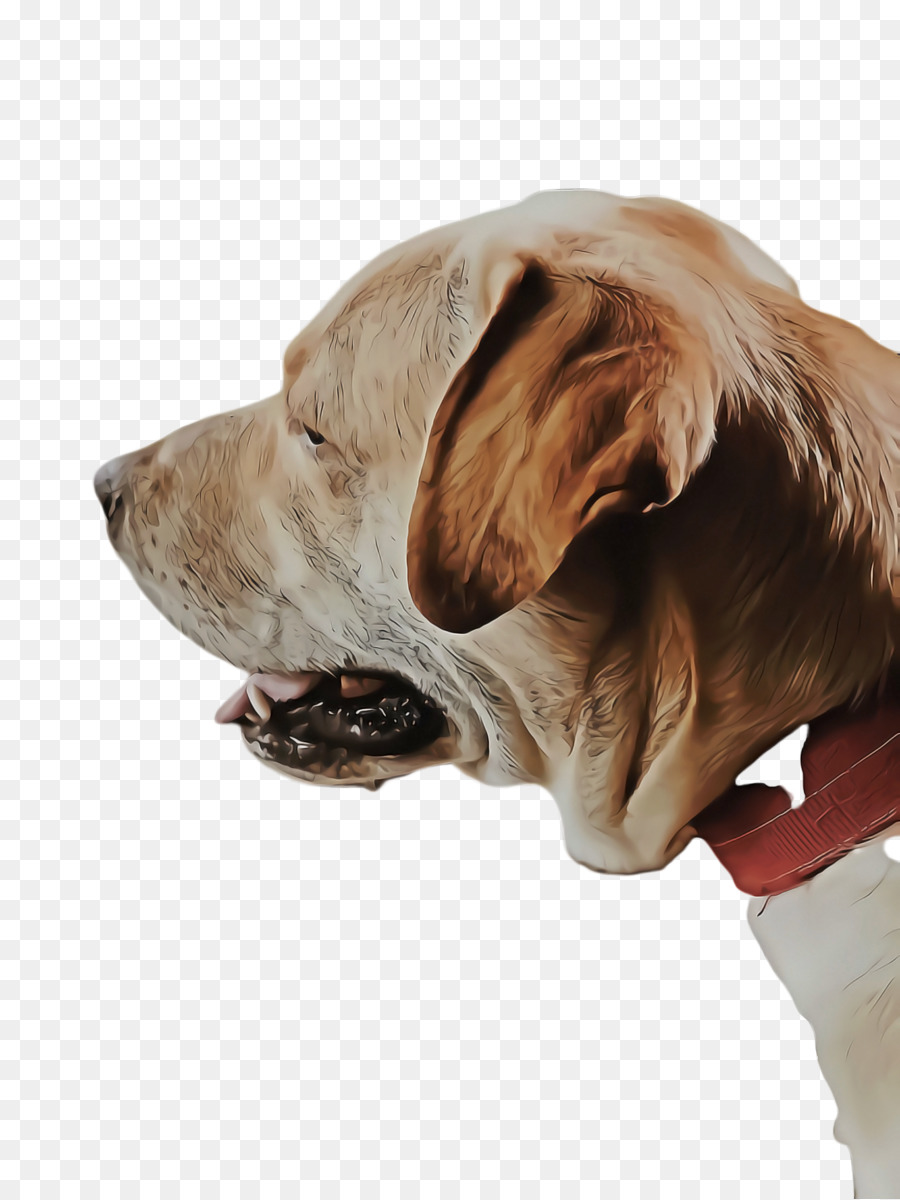 Raza De Perro，Labrador Retriever PNG