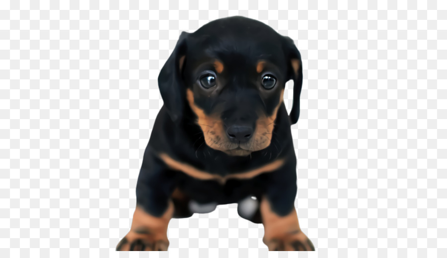 Austriaco Negro Y Fuego Hound，Cachorro PNG