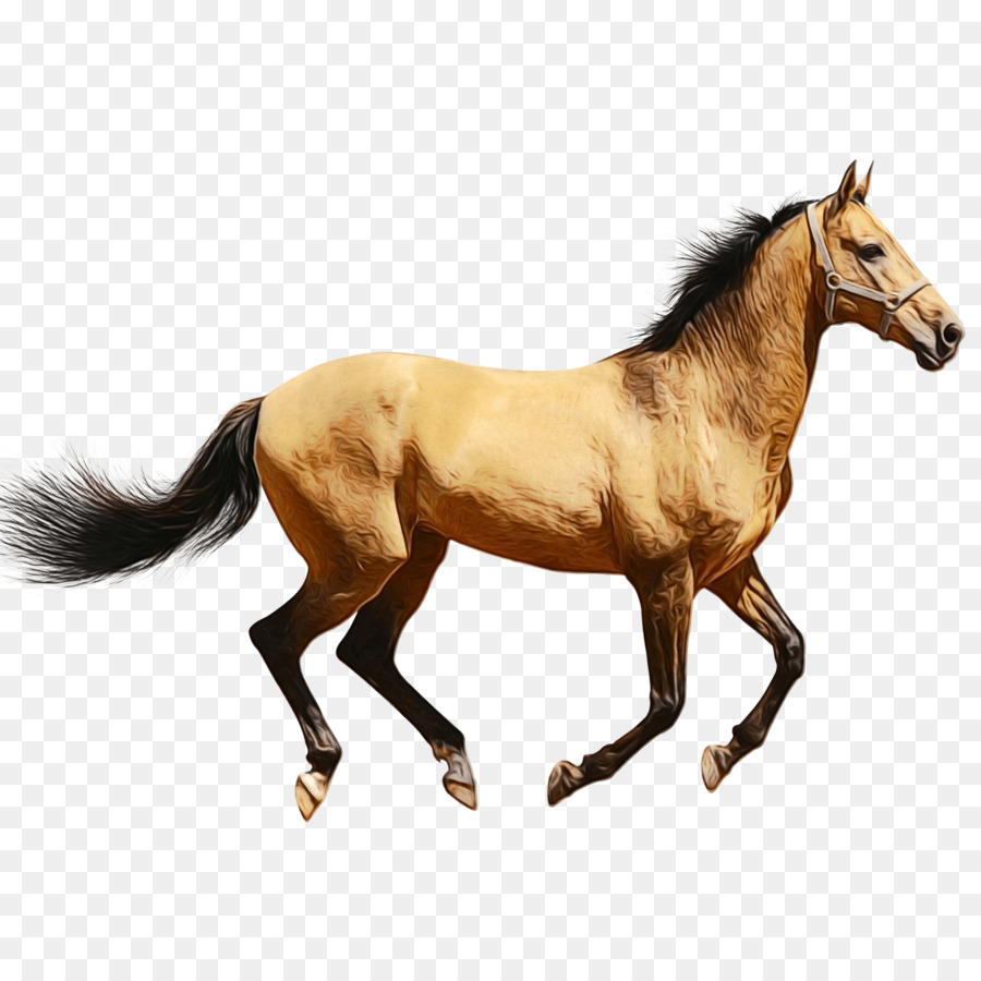 Caballo Marrón，Equino PNG