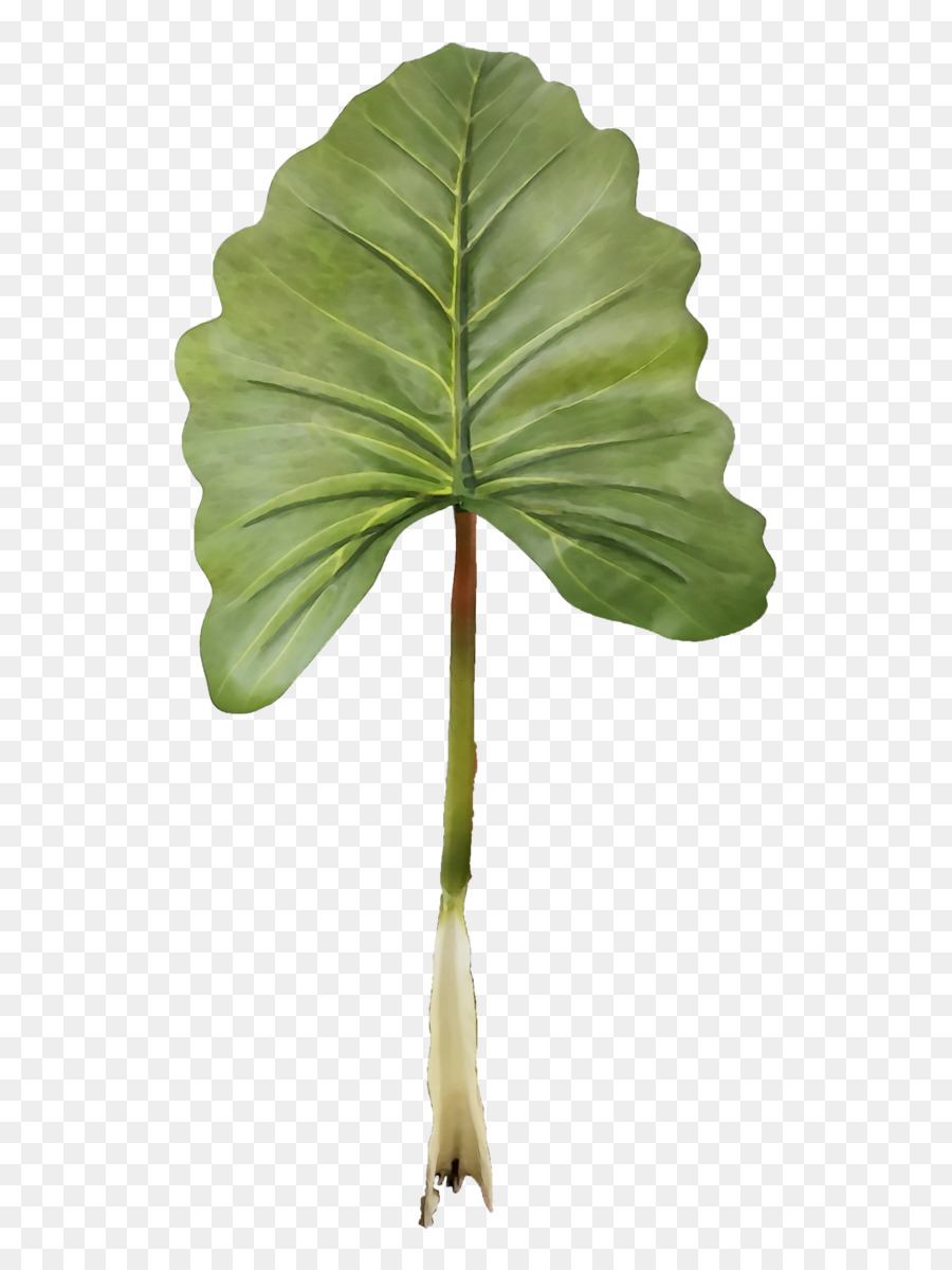 Hoja，Tallo De La Planta PNG