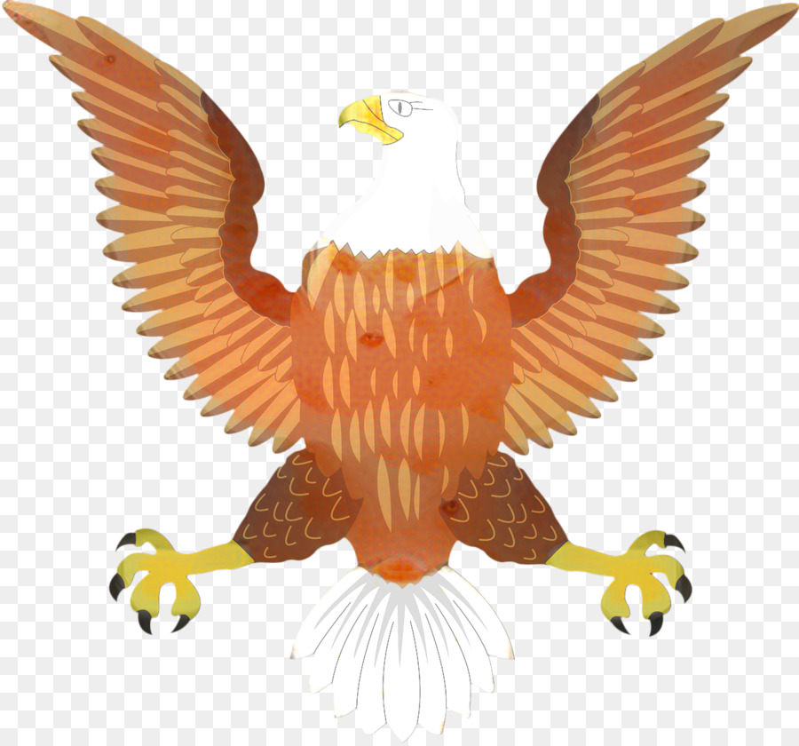 águila Calva，águila PNG