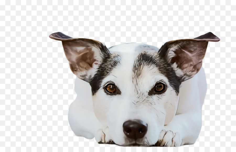 Perro，Raza De Perro PNG