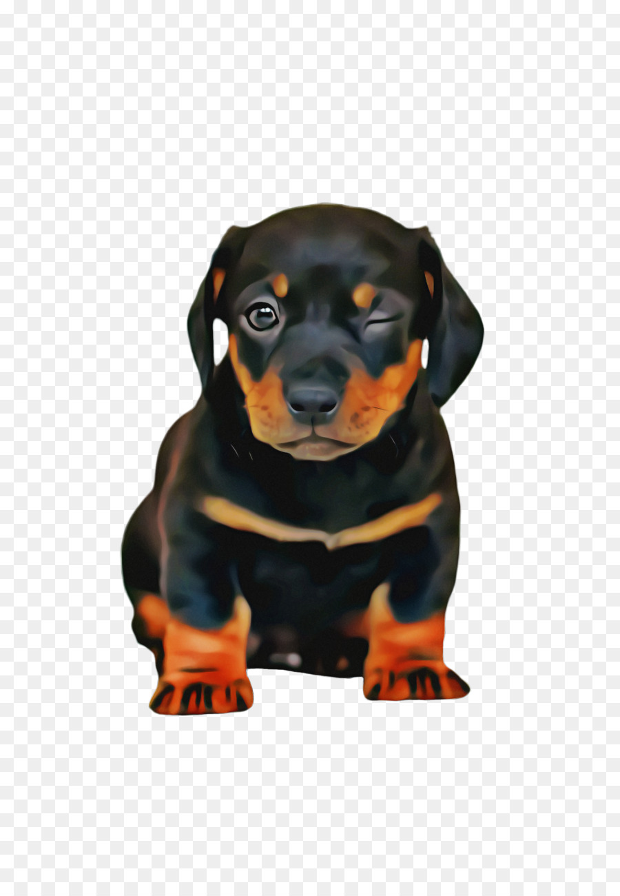 Negro Y Tan Coonhound，Teckel PNG