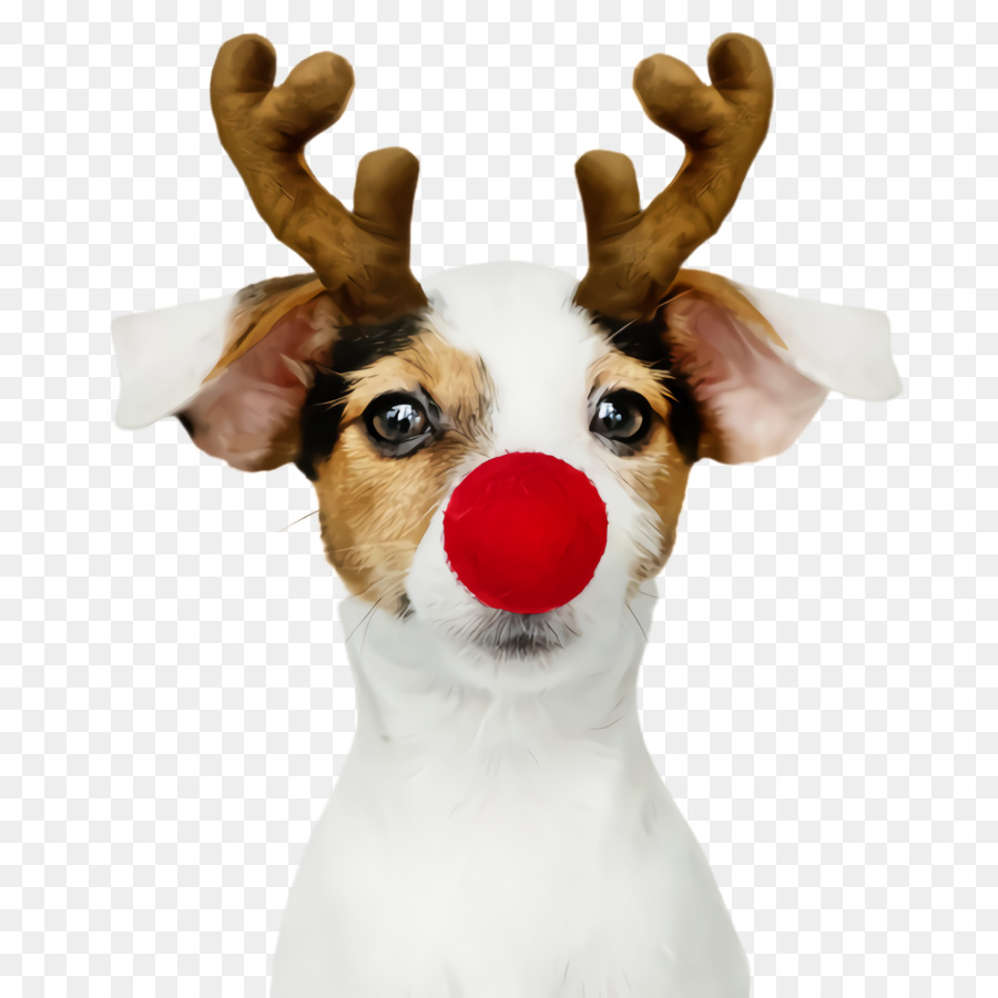 Jack Russell Terrier，Russell Terrier PNG