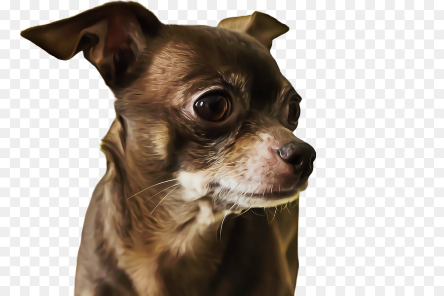 Chihuahua，Cachorro PNG