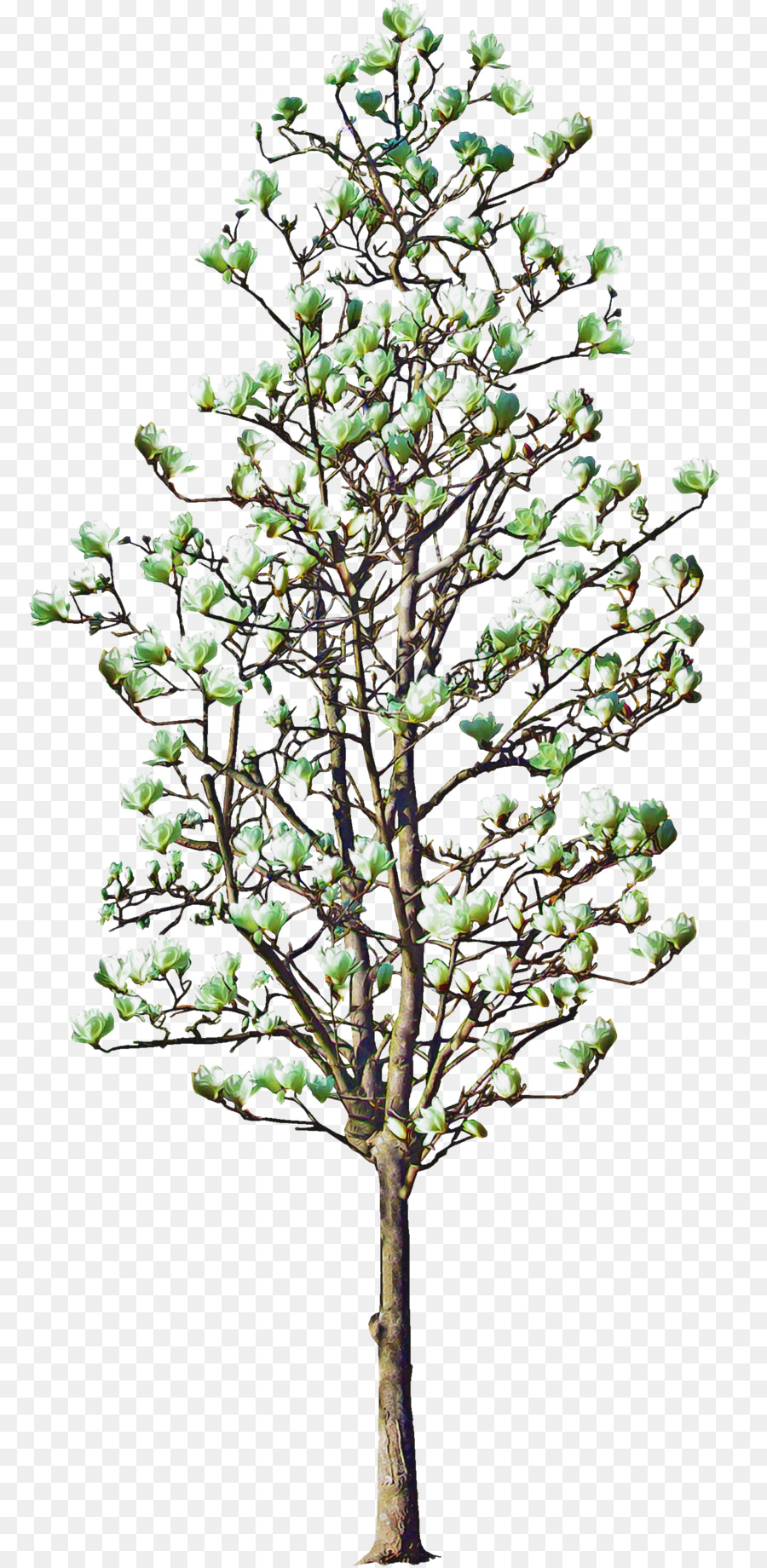 Árbol，Las Plantas PNG