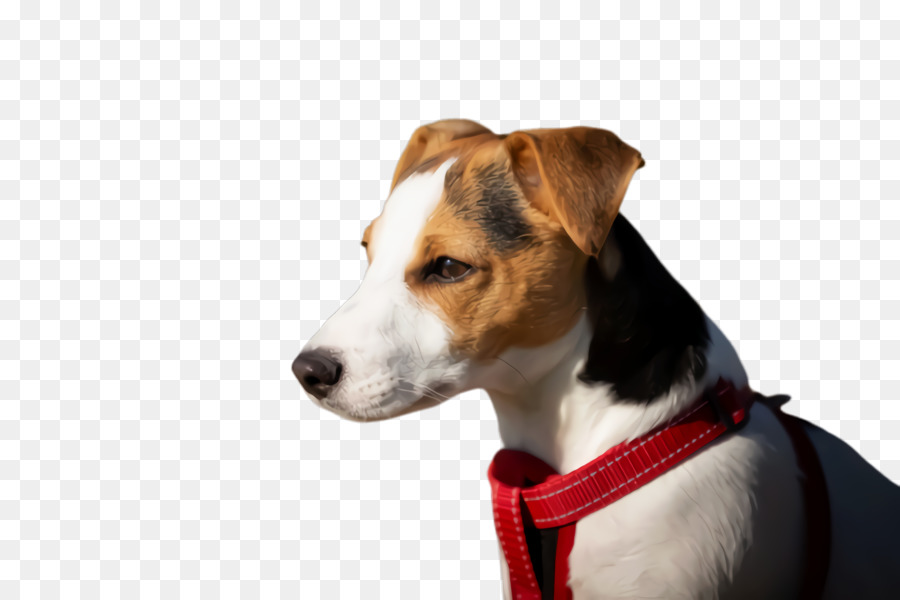 Jack Russell Terrier，Raza De Perro PNG